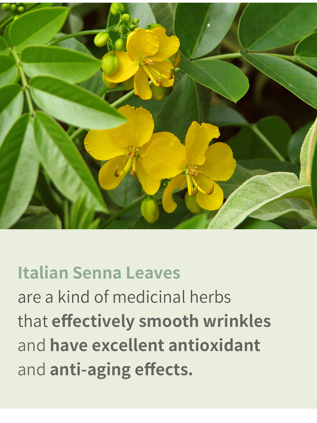 ORJENA Power Collagen Eye Cream